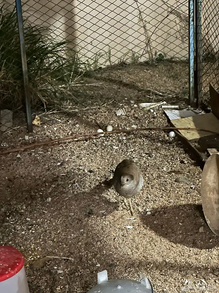 دجاج للبيع 0