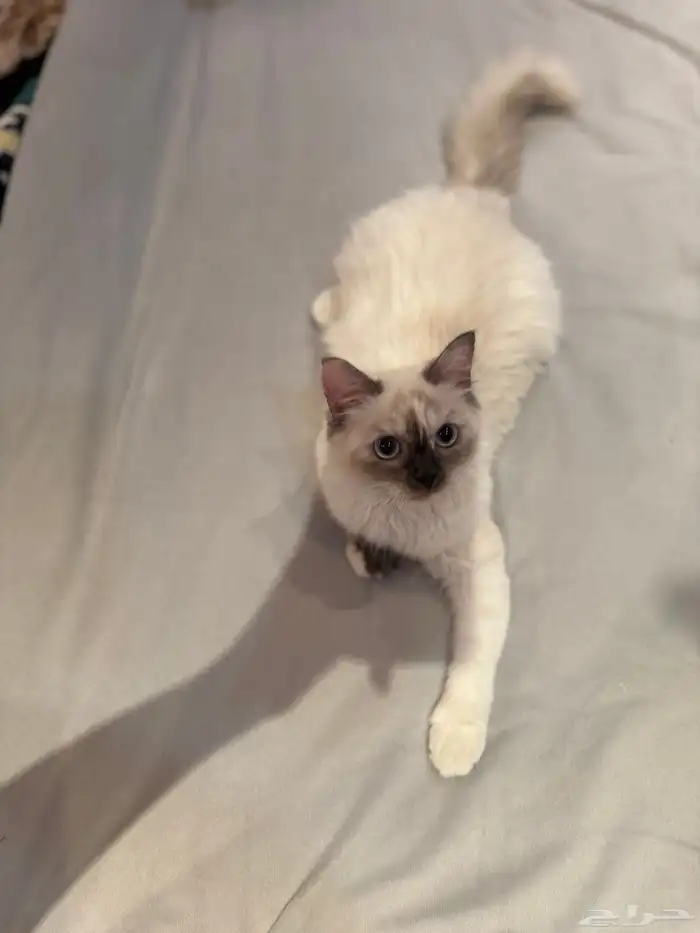 قطوه انثى هيمالايا 3