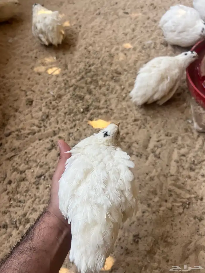 سمان تكساس بيور 0