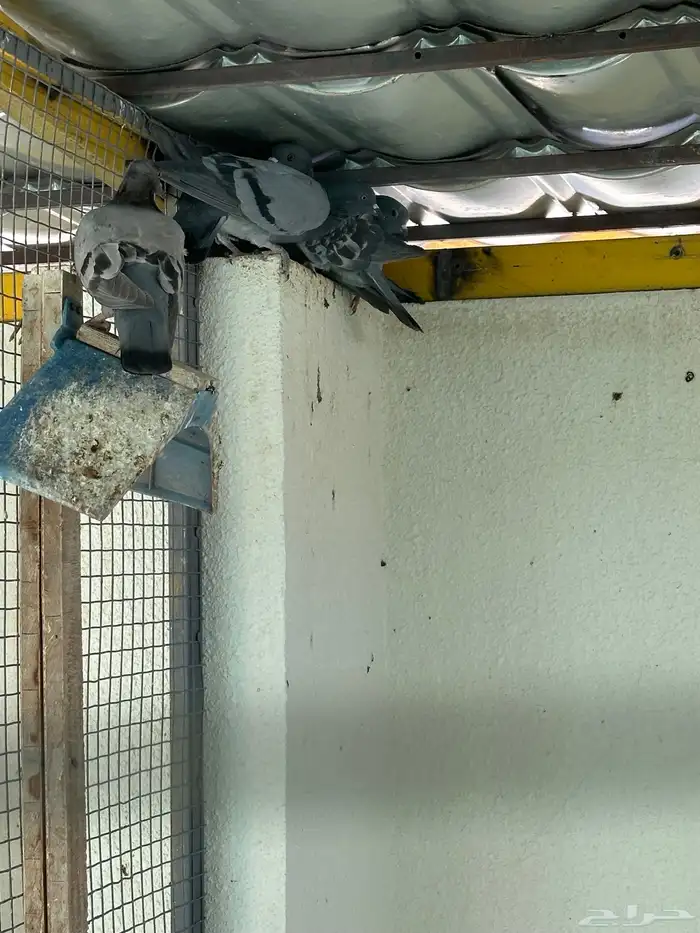 حمام ولع للصقور 0