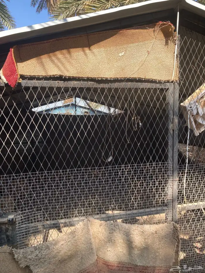 شبكين للدجاج للبيع 7