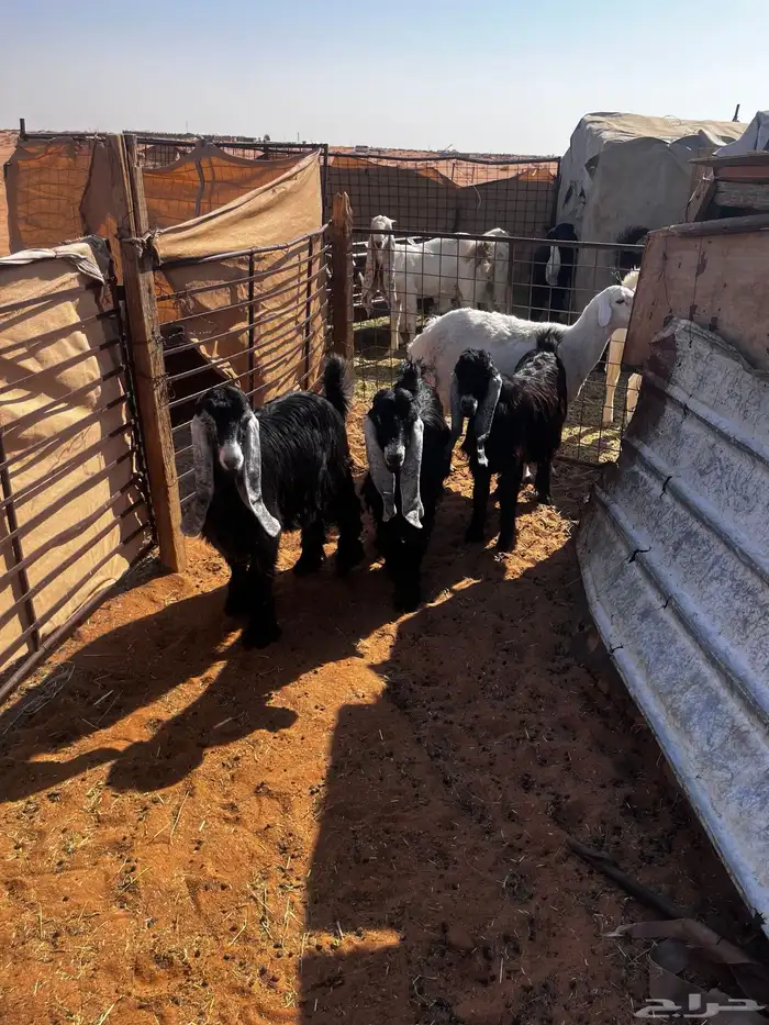 للبيع ثلاث جفرات شكر على حد الغلاق 10