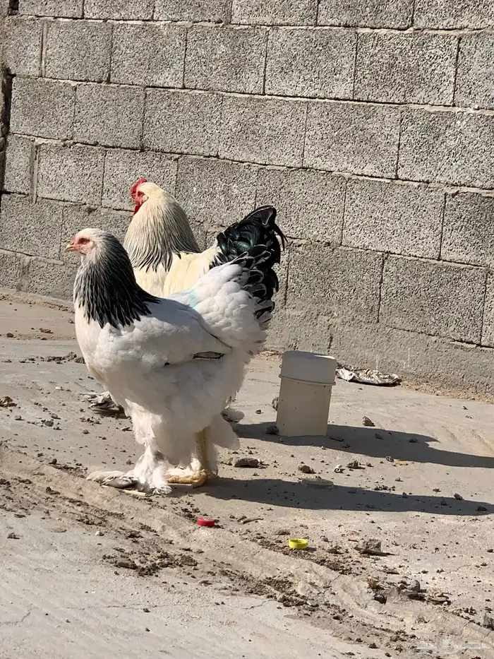 دجاج براهما دمه صافي 6