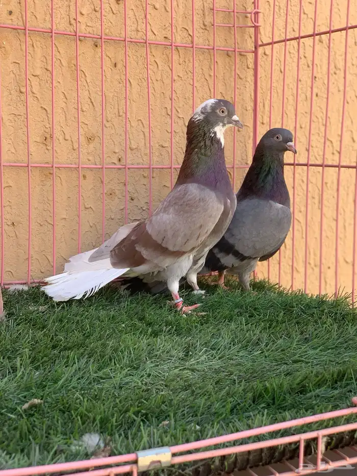 حمام قطايف 7