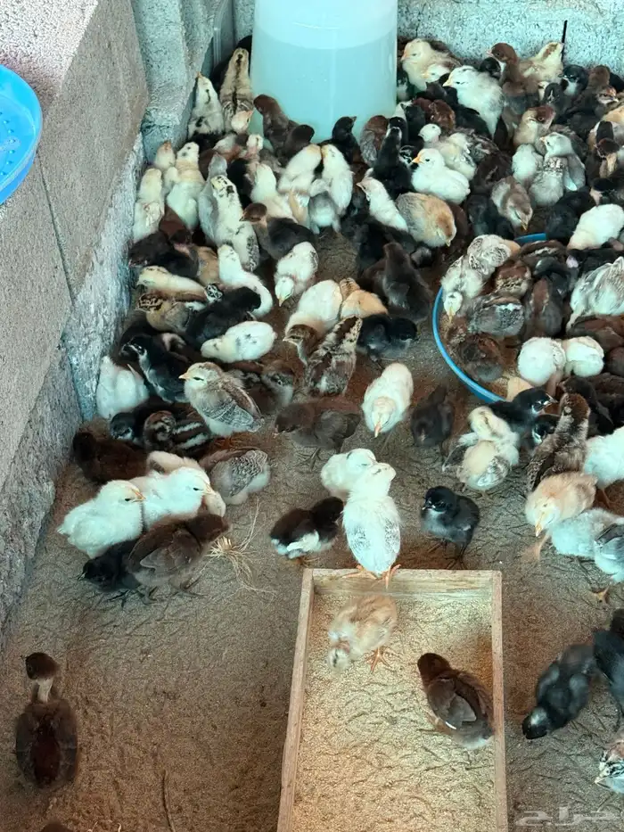 صوص العدد 200جوز 0