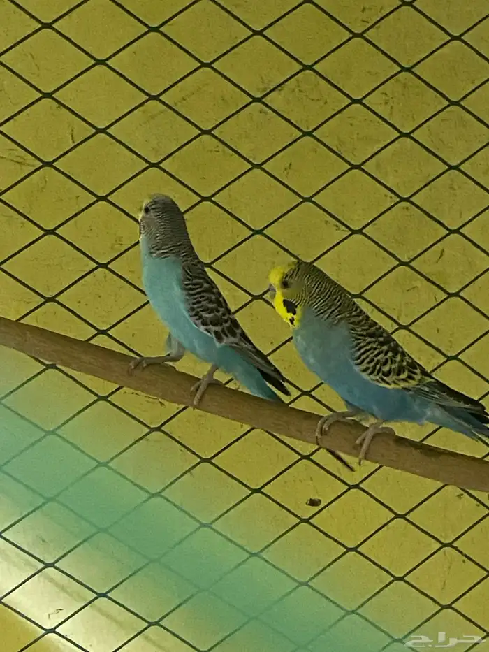 للبيع عصفير حب جوز شرط منتجين الحد80 الموقع الأحساء جواثا 1