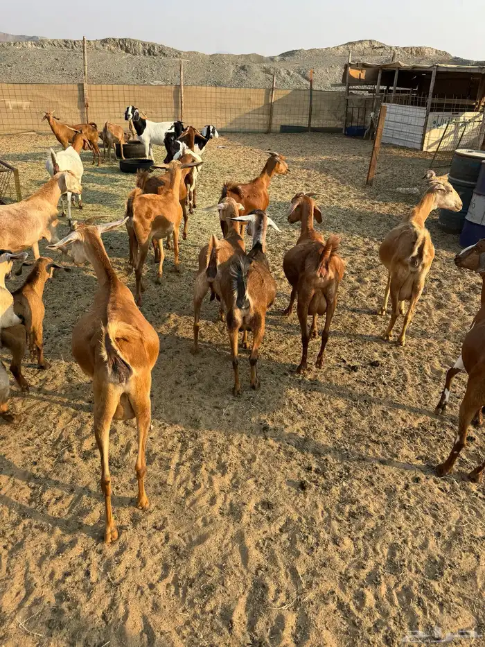 ماعز محايلي صنف 3