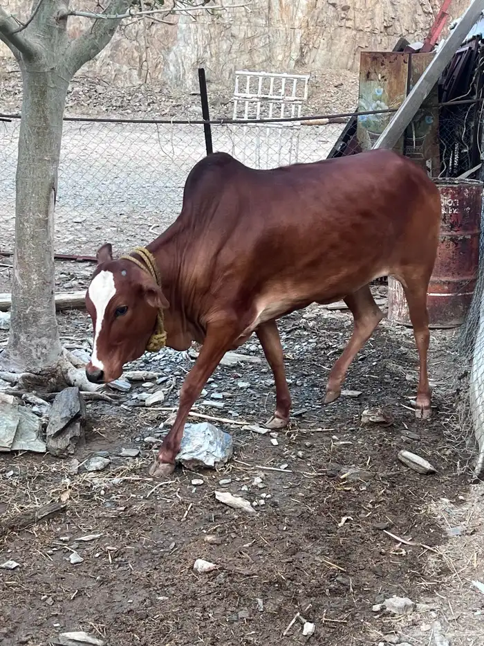 بقر دفيع للبيع 3