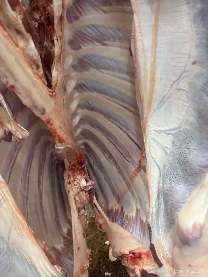 لباني شرط بلدي والطعم تحدي عمره(5)شهر 2