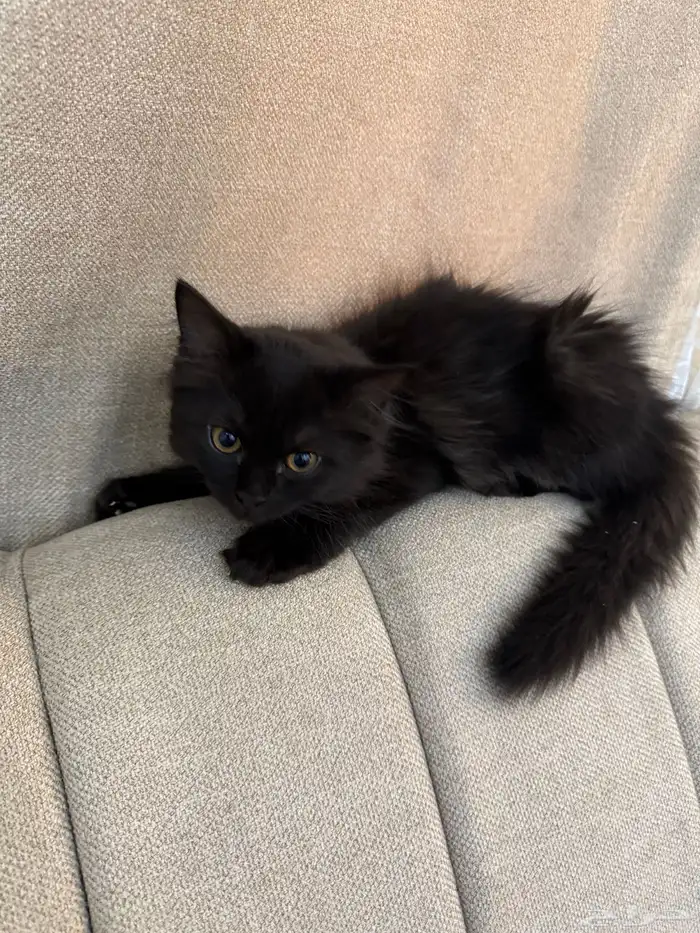 قطط صغيرة كيتن للبيع في الدمام 3