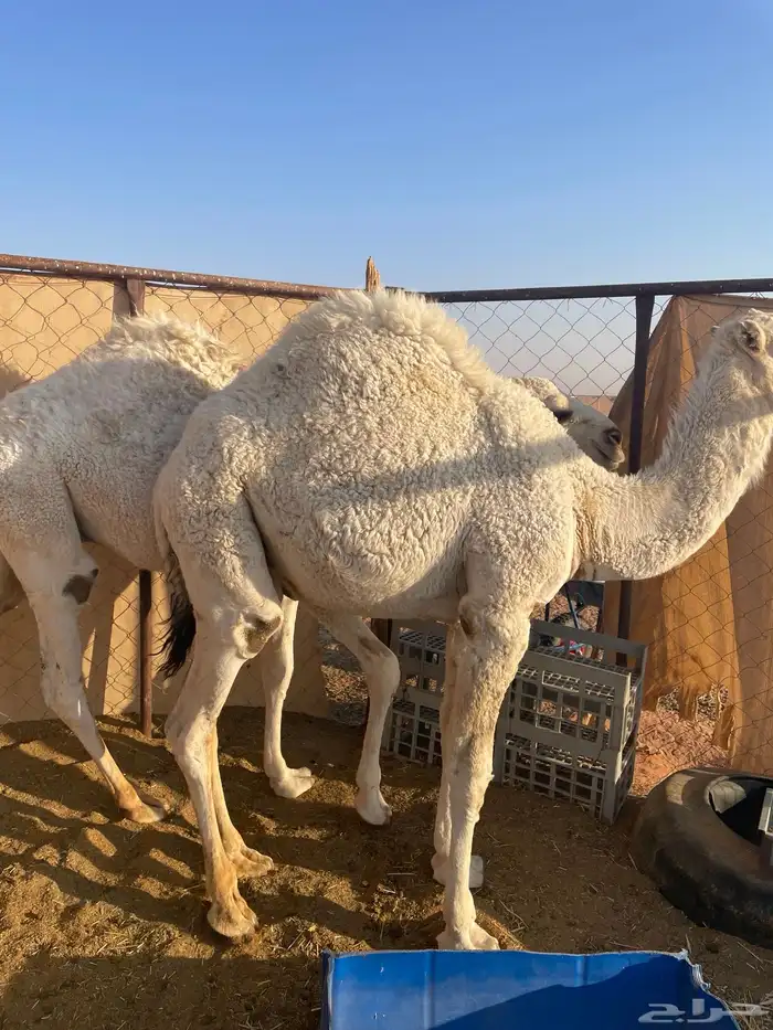 قعود قصب طايش للبيع رماح 1