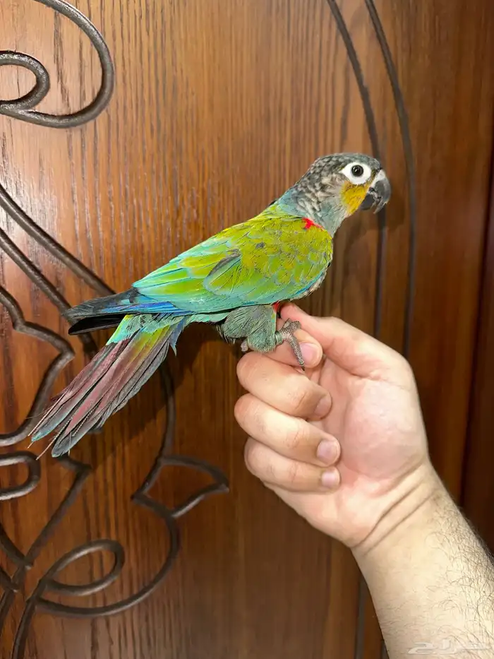 كنيور كريمسون اليف ومتكلم 2