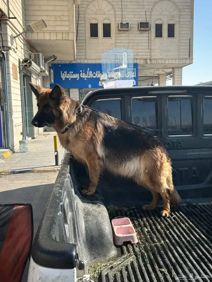 جيرمن شولاين حراسه 1