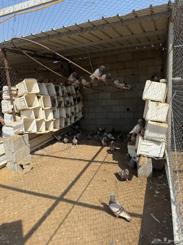 حمام فرنسي سلفر 7