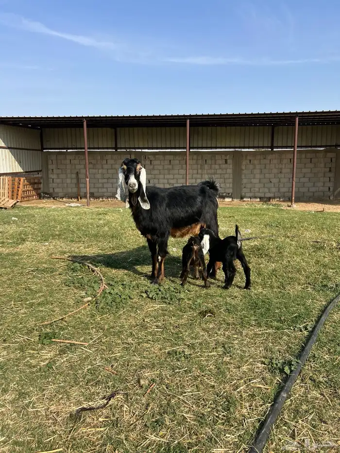 عنز عارضيه والد (تيماء) 0