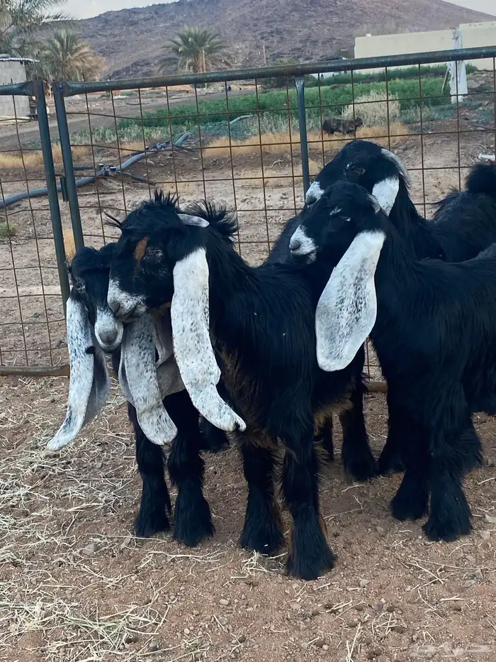 معزا عوارض جفار صنف تمم البيع 5