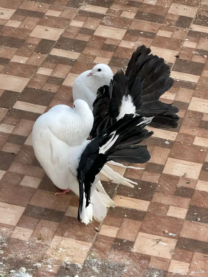 زوج رقاص هولندي مذيل 6