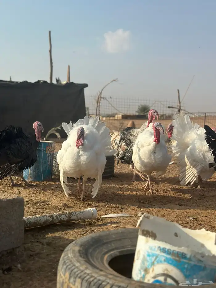 دجاج رومي 11