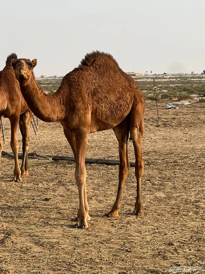 قعدان للبيع 3