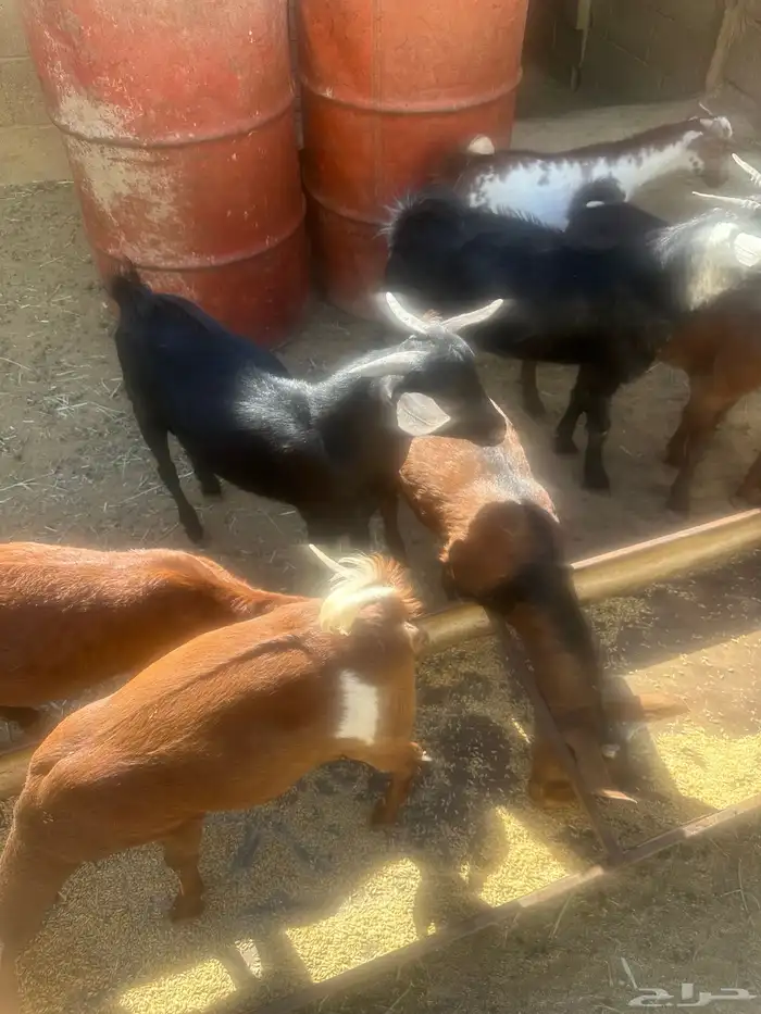 تيوس للبيع 0