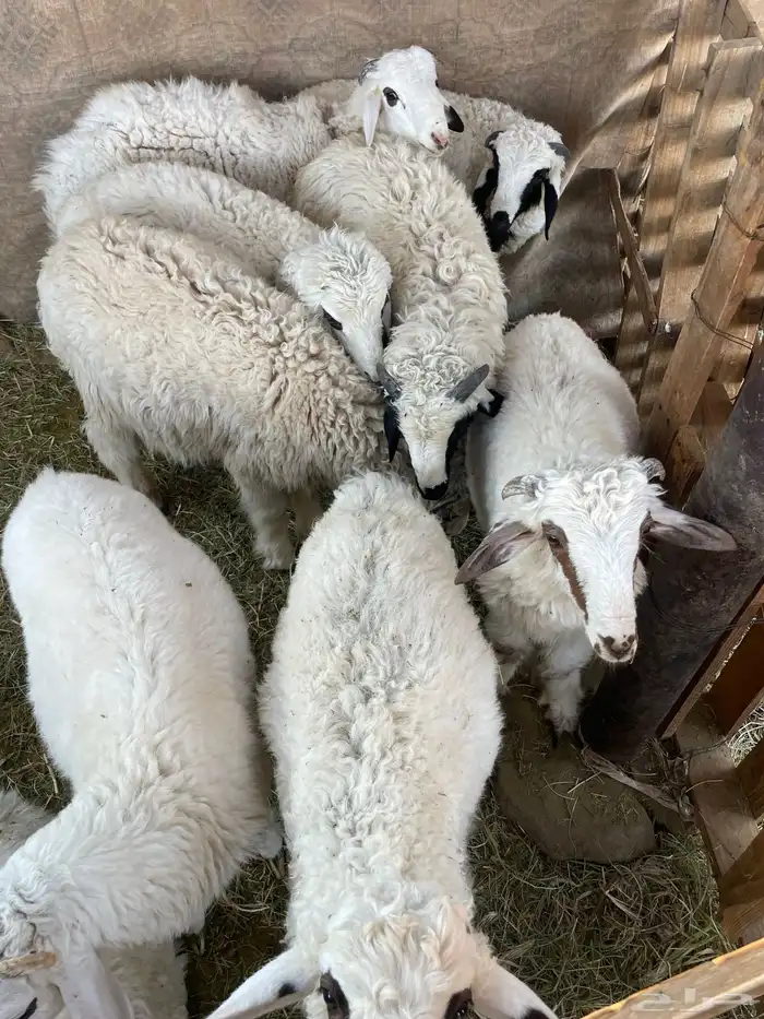 خرفان طيبات 1