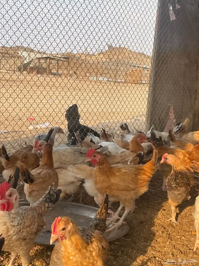 بيض  صوص   دجاج وديوك للبيع 9