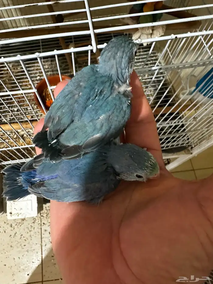 مسني روز بارتوليت 0