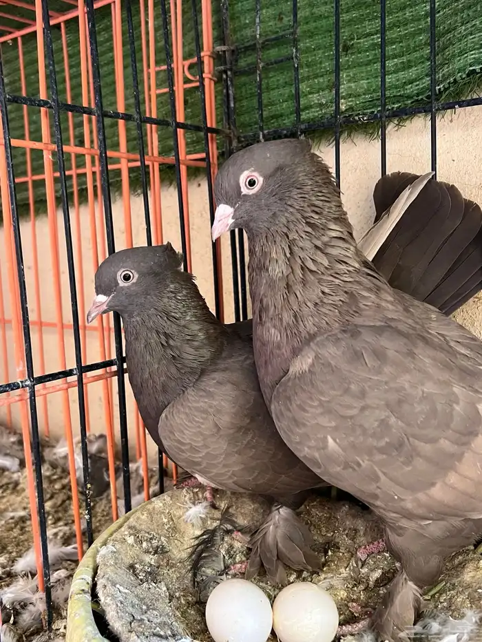 جوز حمام ايراني فارسي 0