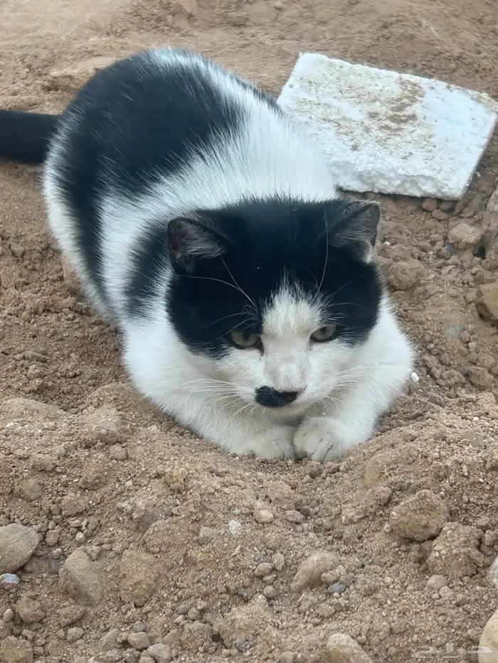 محبات للعب .. أكل البيت .. من بغاهم مجانا 3