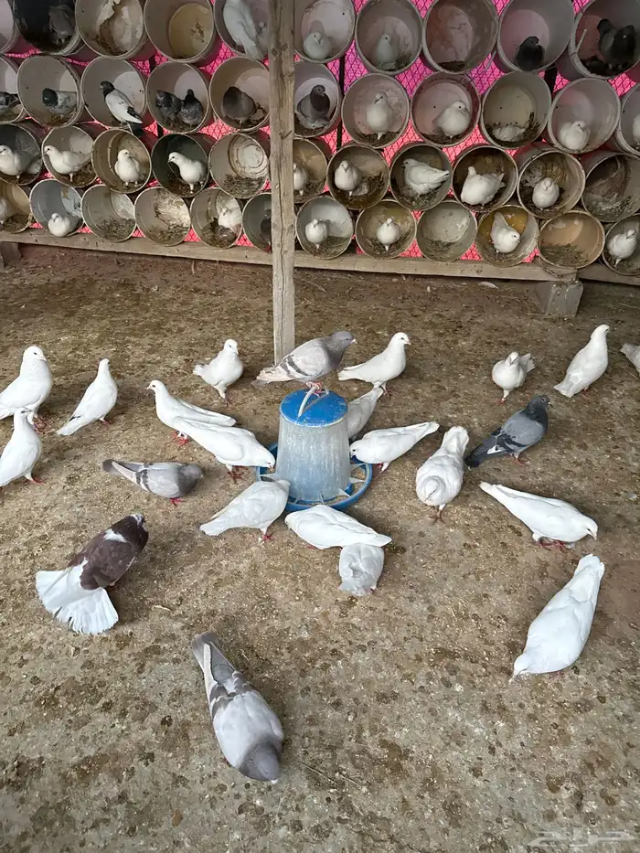 بيع حمام فرنسي شرط منتج وعماره صغيره 120 جوز يوزد اوينقص 0