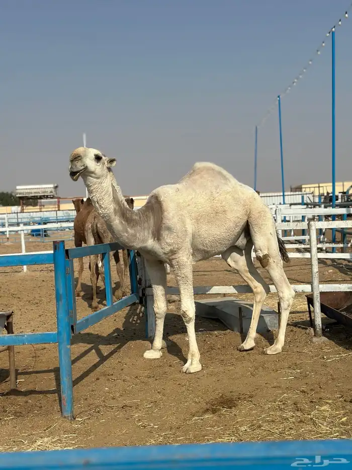 للبيع قعود حق 0