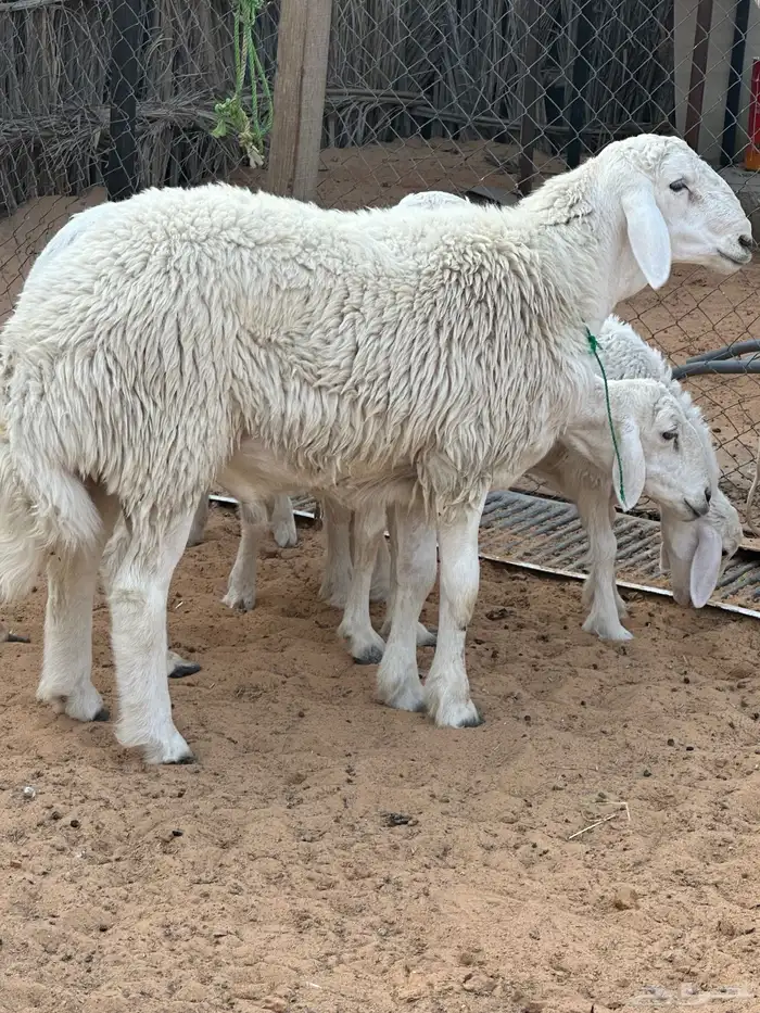 مشروع فحل حري 3