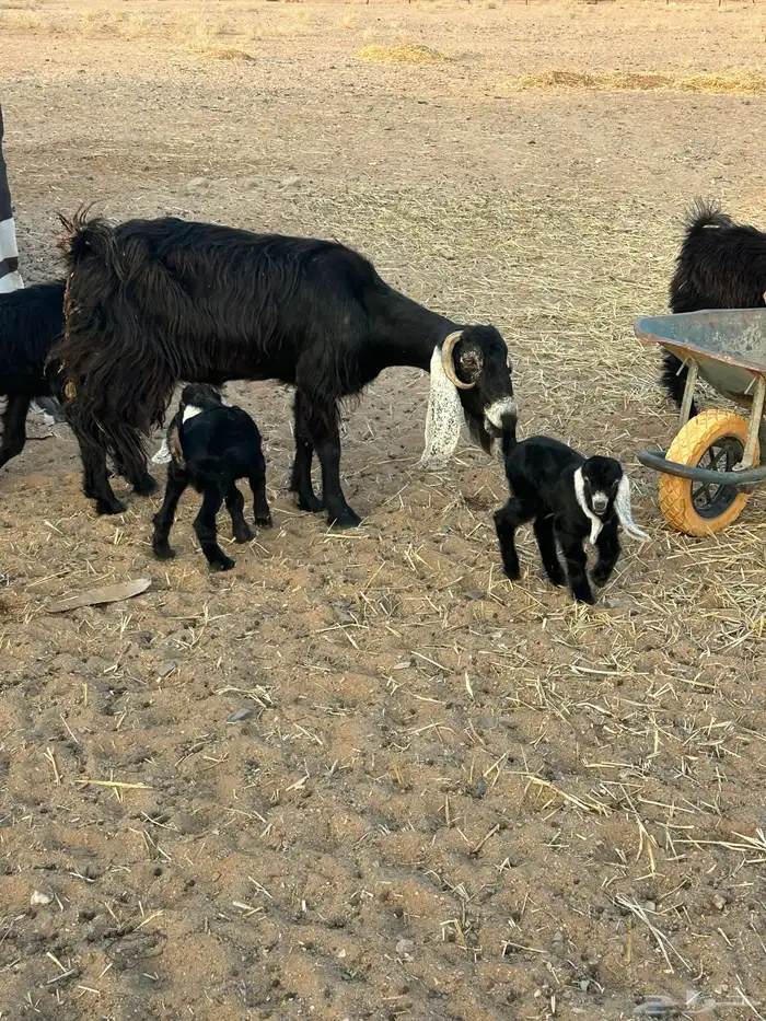 خلفه عنز للبيع 1