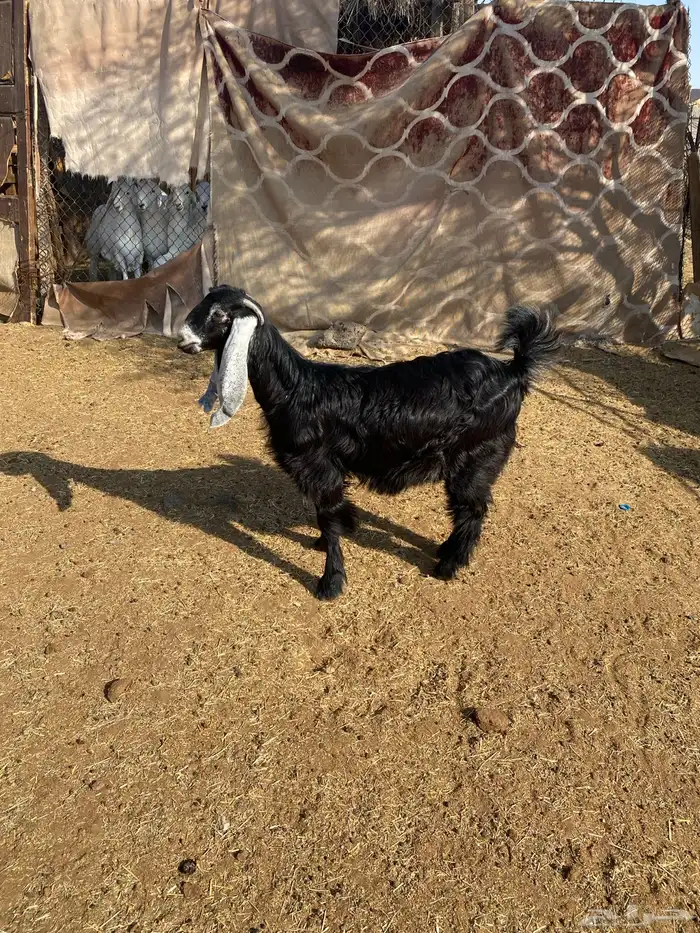 جفرة عارضية 1