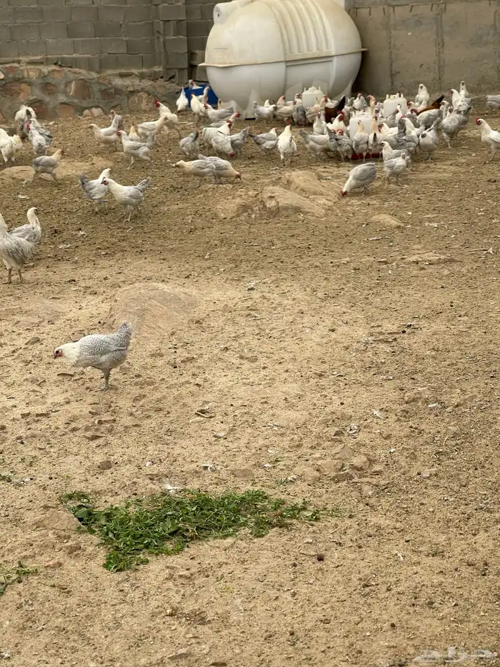 دجاج فيومي المنيوم وقولد 2