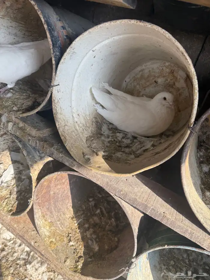 حمام فرنسي ودجاج بلد وبط 3