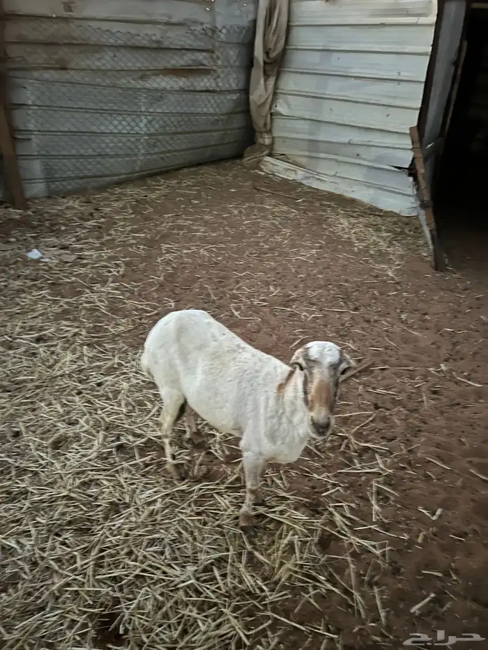 رفيدية حايل 1