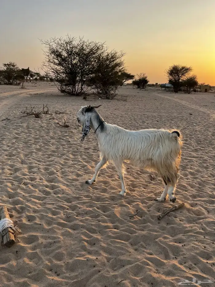 جفرات دفيع شرط 5