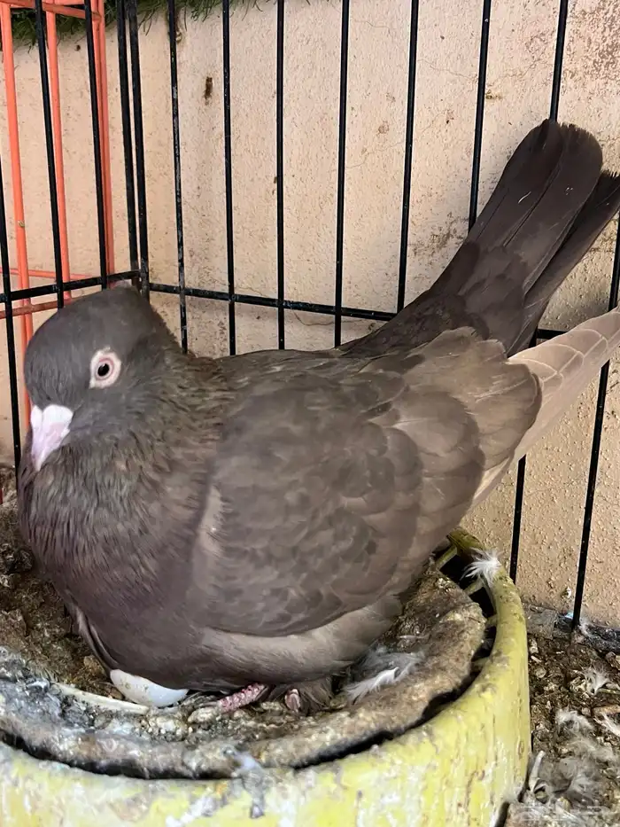 جوز حمام ايراني فارسي 2