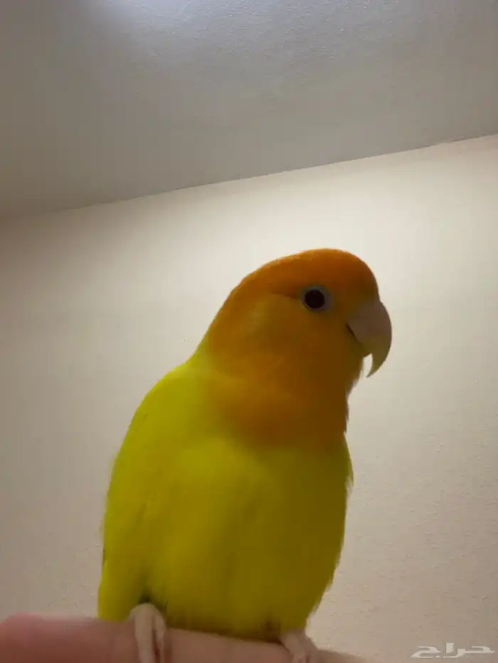 طائر روز مفقود 0