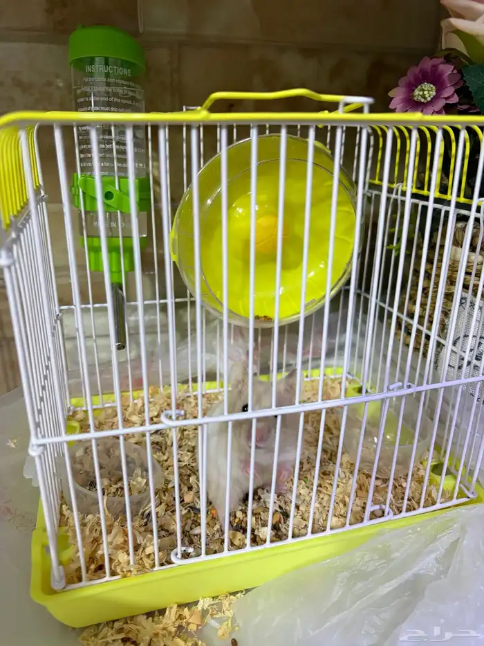 هامستر سوري للتبني 1