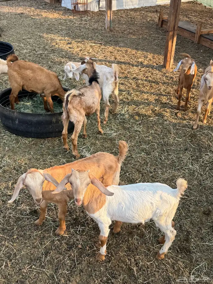 ماعز محايلي صنف 10