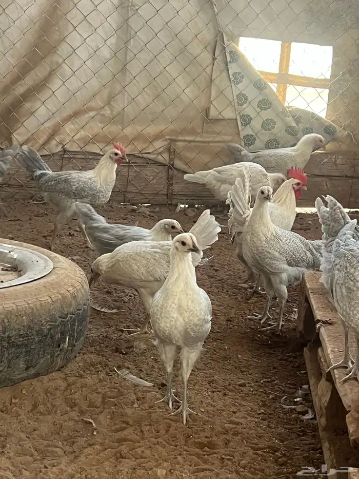 دجاج فيومي المنيوم العمر من خمس اشهر الى سته للمربين فقط 2