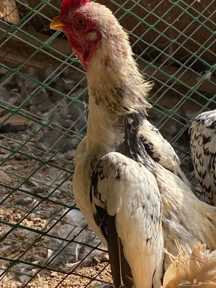 للبيع ديك كوشامو قزم او فارسي قزم 2