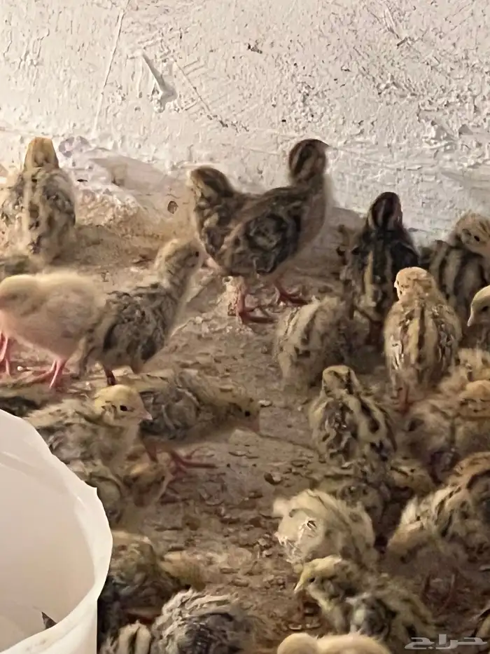 صيصان سمان جامبو اوروبي العمر اسبوع 3