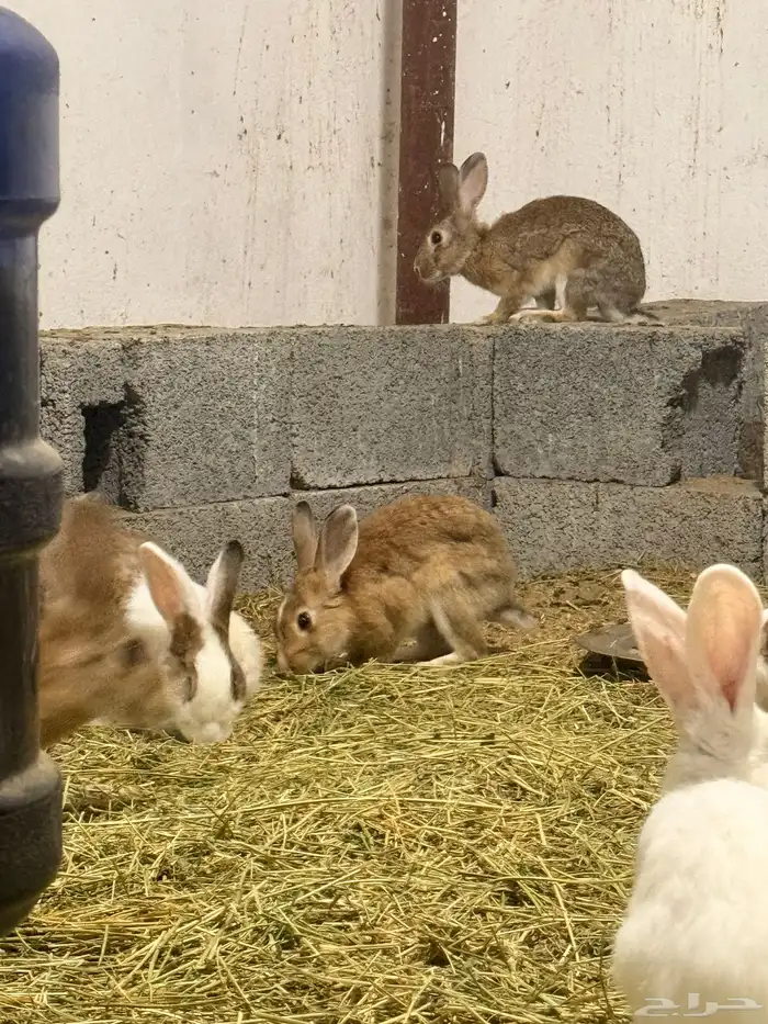 ارانب منتجه للبيع 4