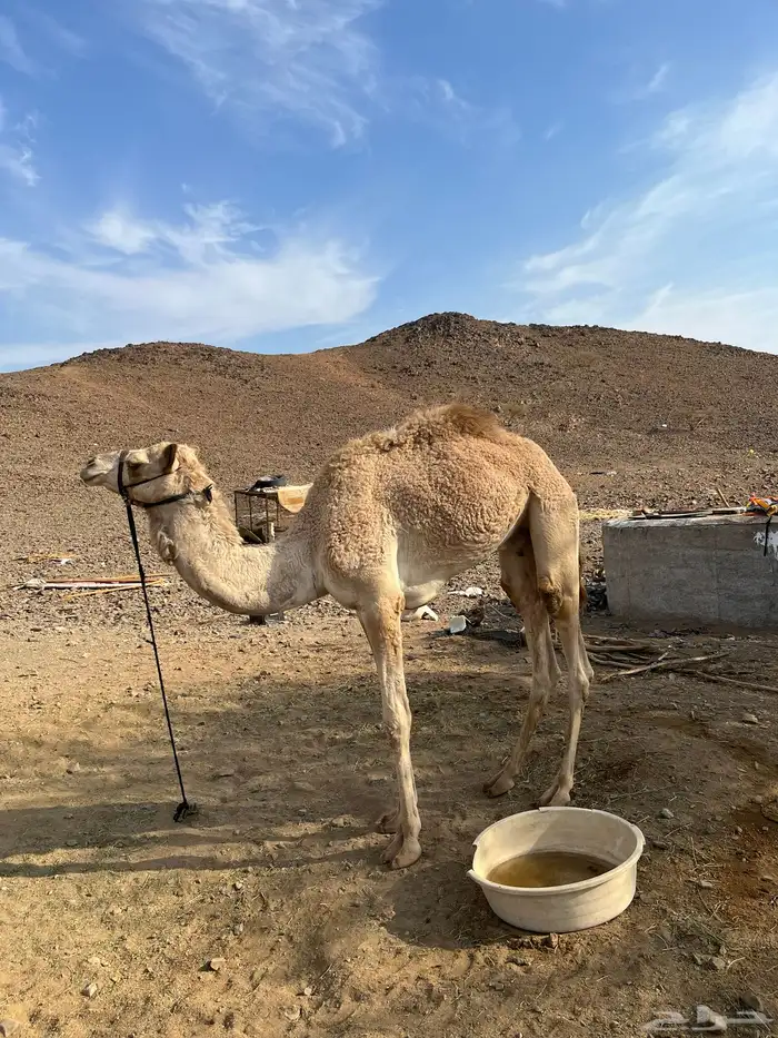 قعود للبيع 0