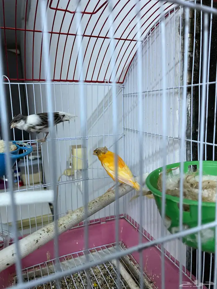 طيور قولدن فينش روز بادجي 3