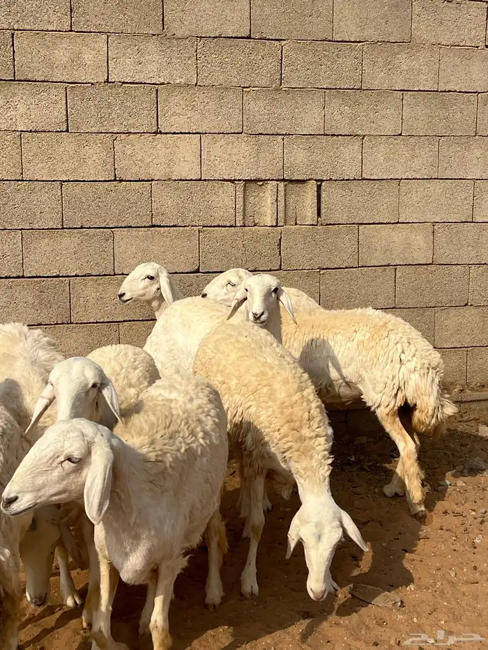 رخال حريات 8 شهور 5