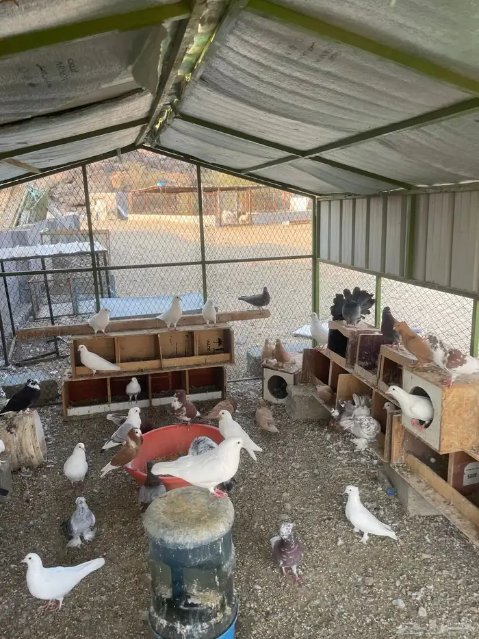 ديك باكستاني وحمام 4